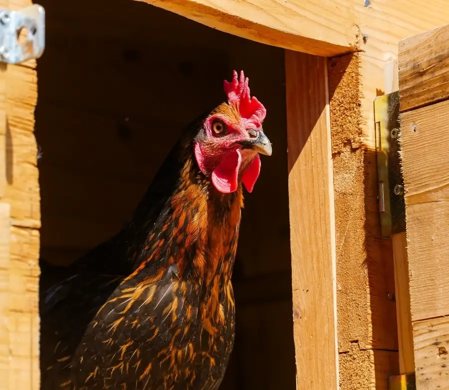 A hen standing in the doorway of the chicken coop.